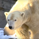 Illustration for article titled A Polar Bear at the Cincinnati Zoo Escaped Today but Everythings Fine